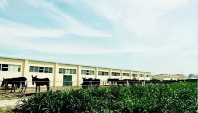“东阿阿胶”干了些什么?丨全景调查